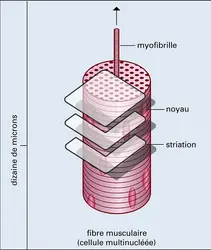 Organisation du muscle strié - crédits : Encyclopædia Universalis France