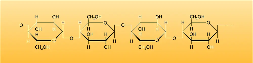 Cellulose - crédits : Encyclopædia Universalis France