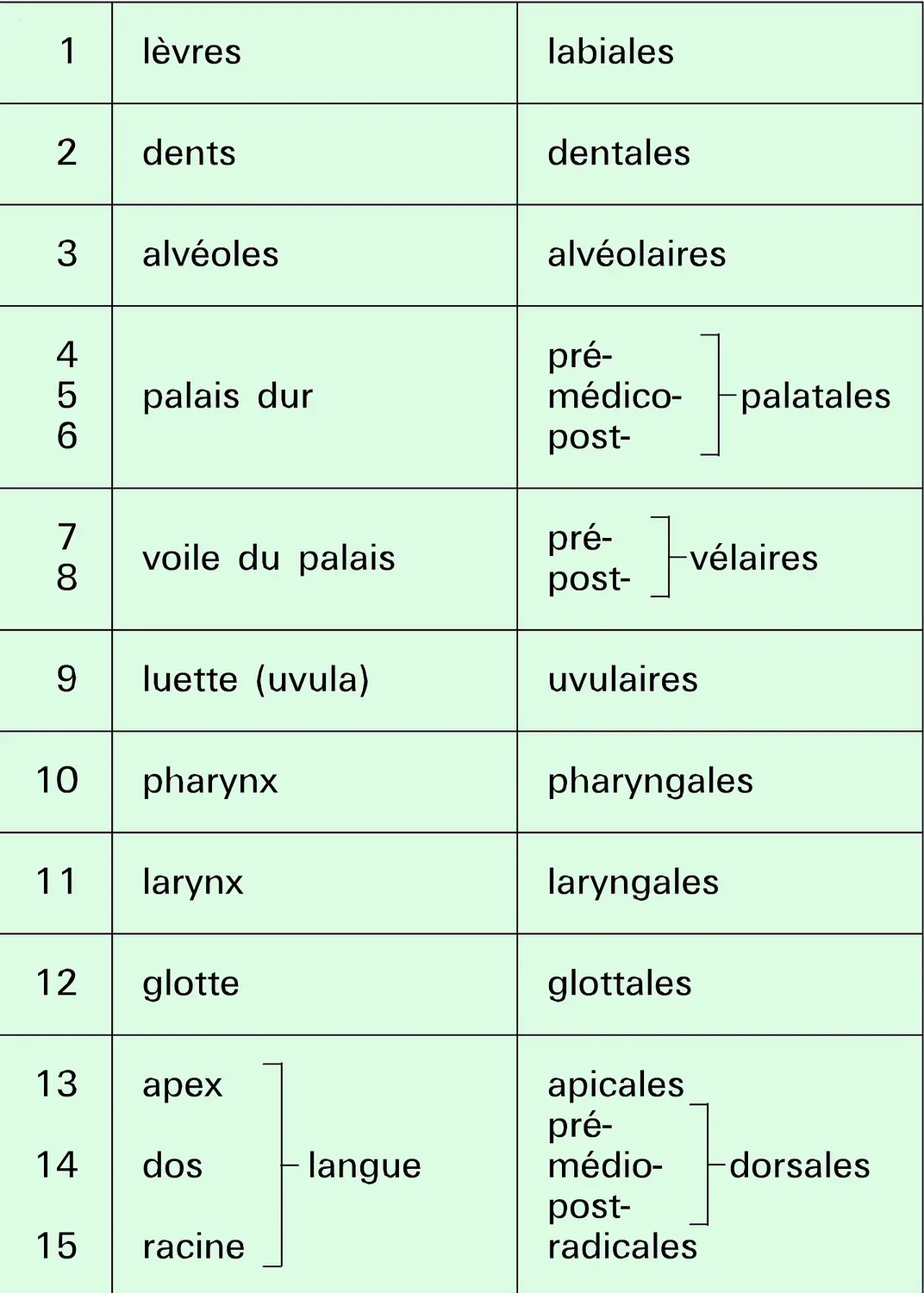 Anatomie et nomenclature correspondante