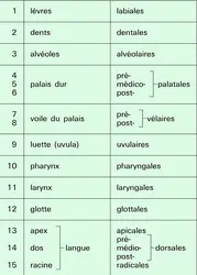 Anatomie et nomenclature correspondante - crédits : Encyclopædia Universalis France