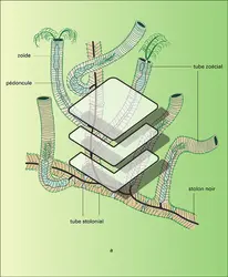 Rhabdopleura - crédits : Encyclopædia Universalis France