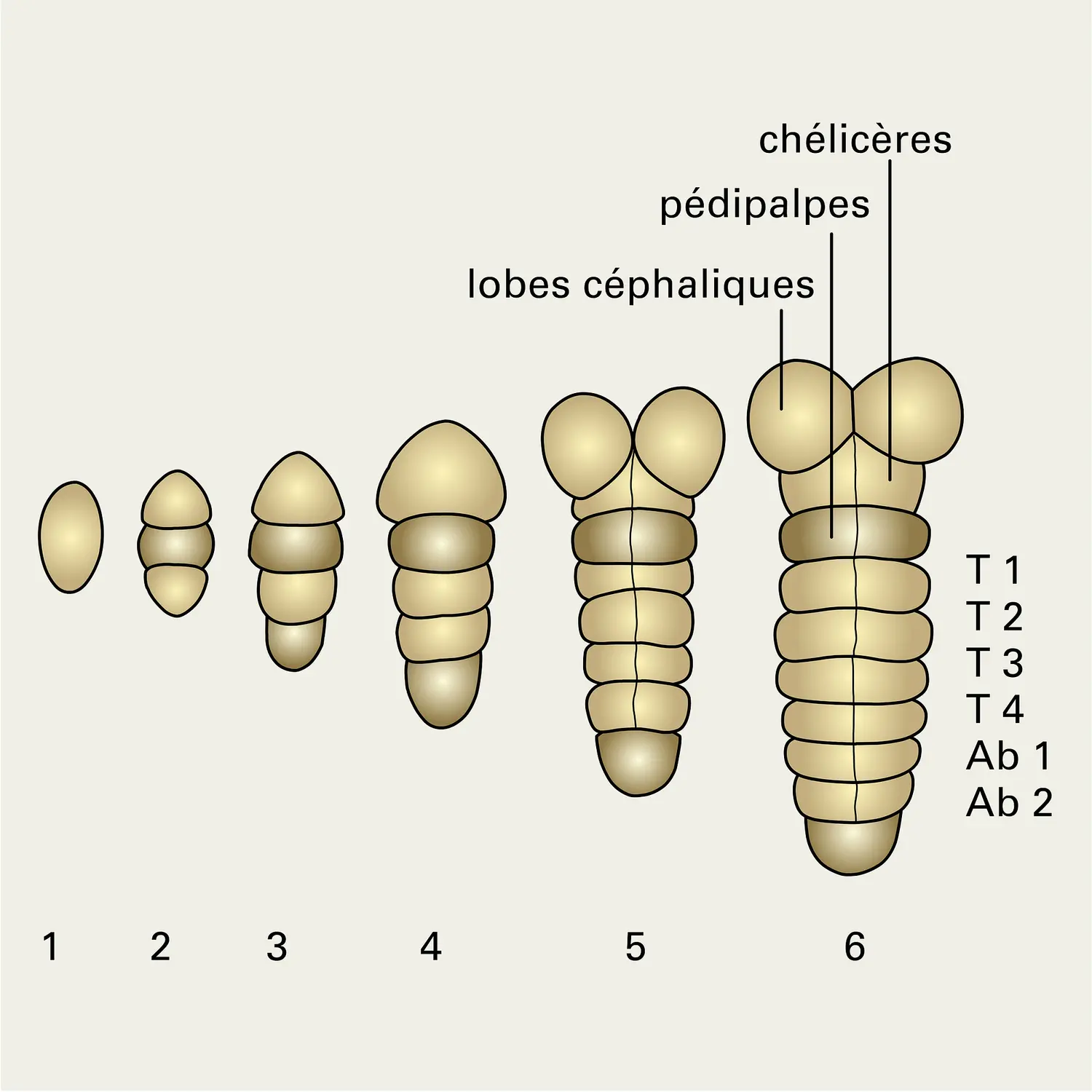 Scorpion : segmentation