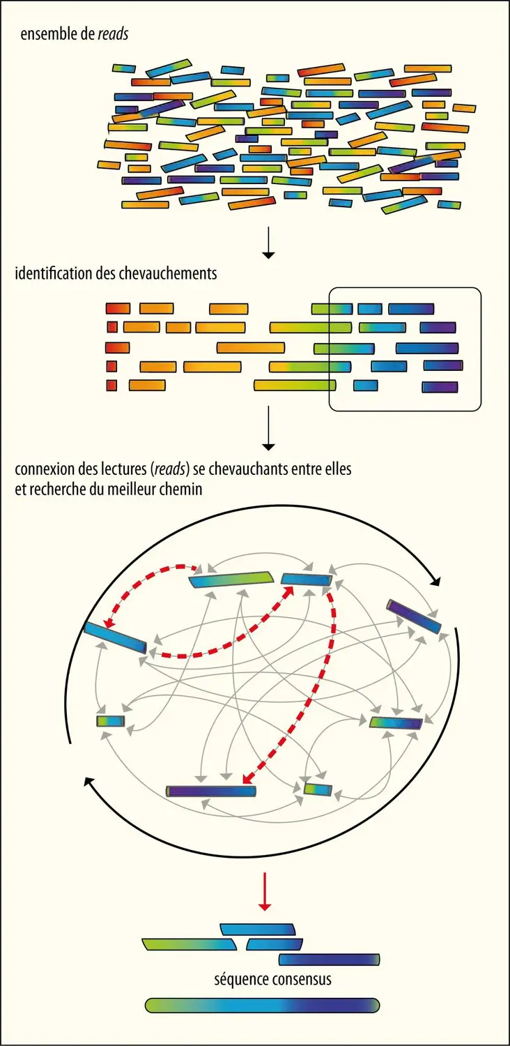 Principe de l’approche OLC (Overlap Layout Consensus) pour l’assemblage <em>de novo</em> des produits de séquençage