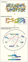 Principe de l’approche OLC (Overlap Layout Consensus) pour l’assemblage <em>de novo</em> des produits de séquençage - crédits : Encyclopædia Universalis France