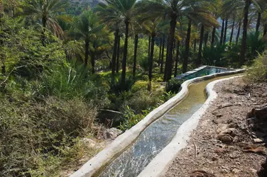 Palmiers-dattiers à Oman - crédits : 	Franz Aberham/ Photodisc/ Getty Images