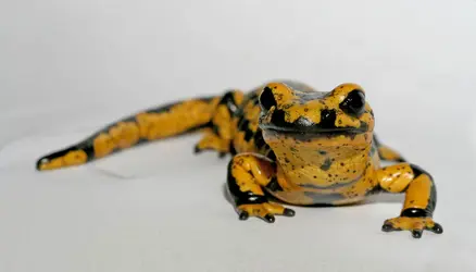 Salamandre tachetée atteinte de chytridiomycose - crédits : Frank Pasmans/ Wildlife Health Ghent, UGent