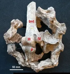 Ossements d’autruche fossile - crédits : Eric Buffetaut ; with the courtesy of the natural History Musueum of London