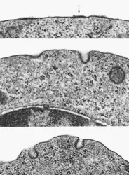 Les différentes étapes de l’endocytose spécifique - crédits : Don W. Fawcett/ Science Source/ Phanie