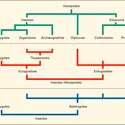 Classifications diverses - crédits : Encyclopædia Universalis France