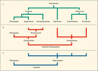 Classifications diverses - crédits : Encyclopædia Universalis France