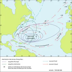 Anguille : aire de ponte et distribution - crédits : Encyclopædia Universalis France