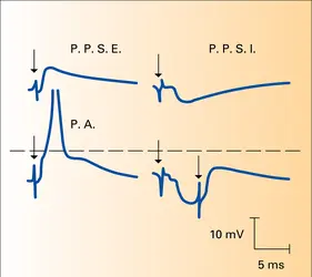 Potentiels postsynaptiques intracellulaires - crédits : Encyclopædia Universalis France