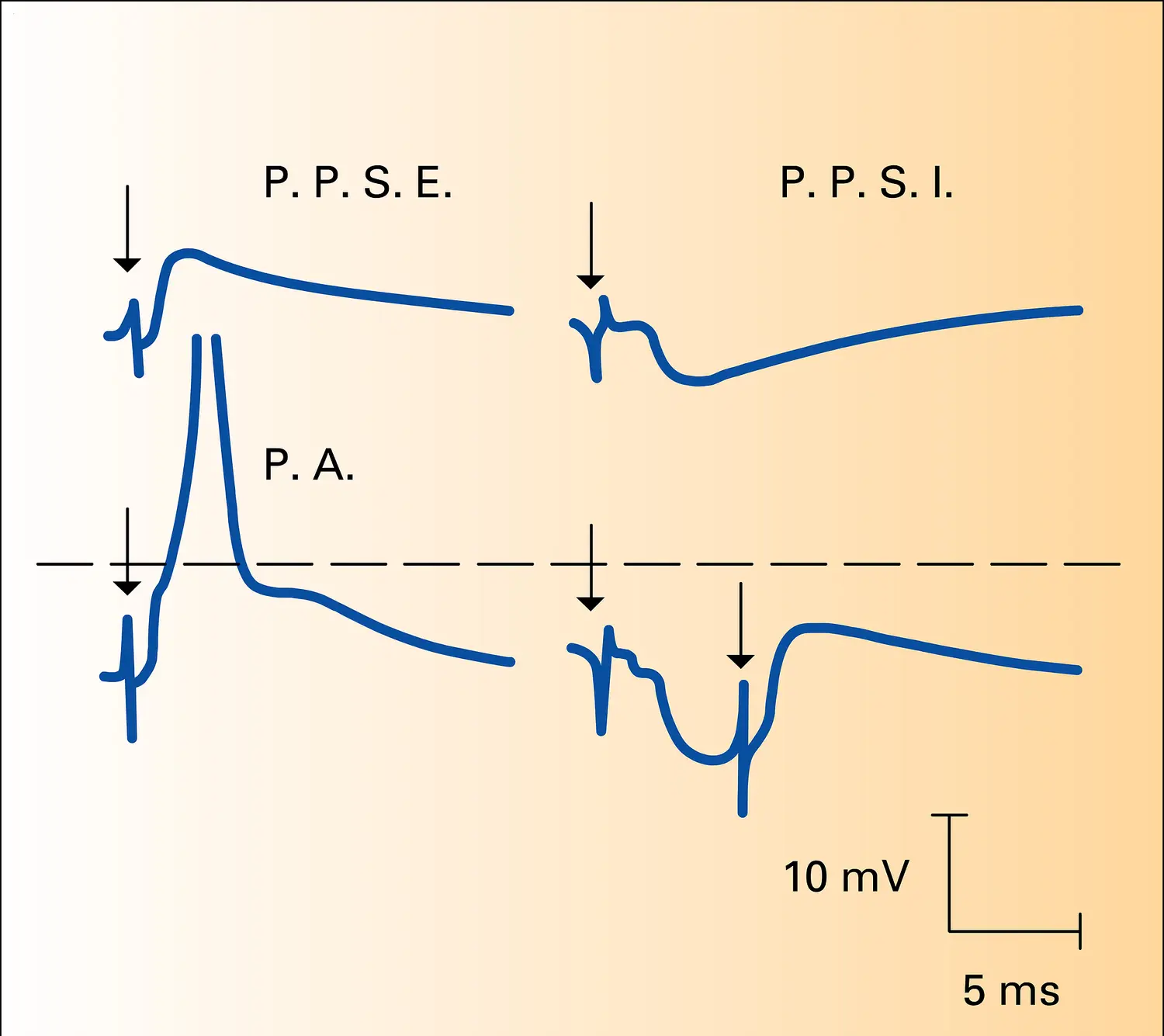 Potentiels postsynaptiques intracellulaires