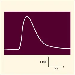 Électro-olfactogramme recueilli à partir de la muqueuse olfactive de grenouille stimulée par le butanol - crédits : Encyclopædia Universalis France