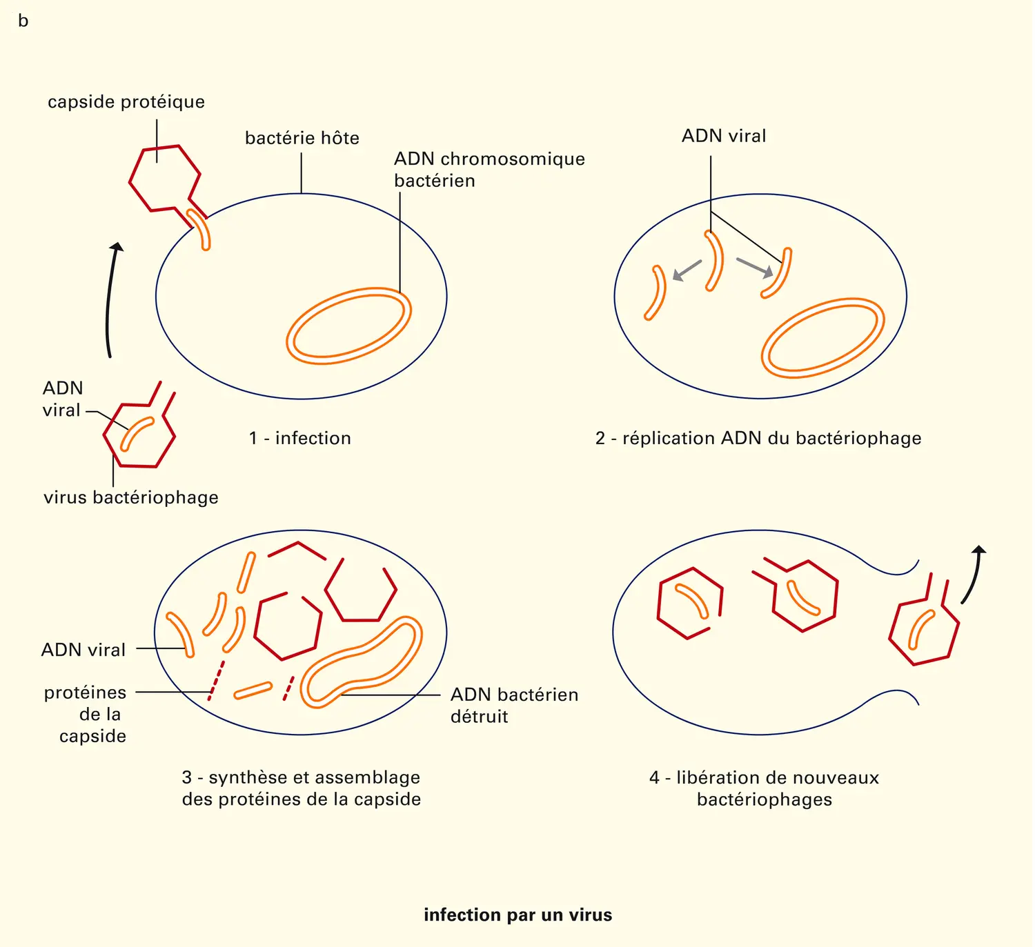 Cellule : modifications de l'information - vue 2