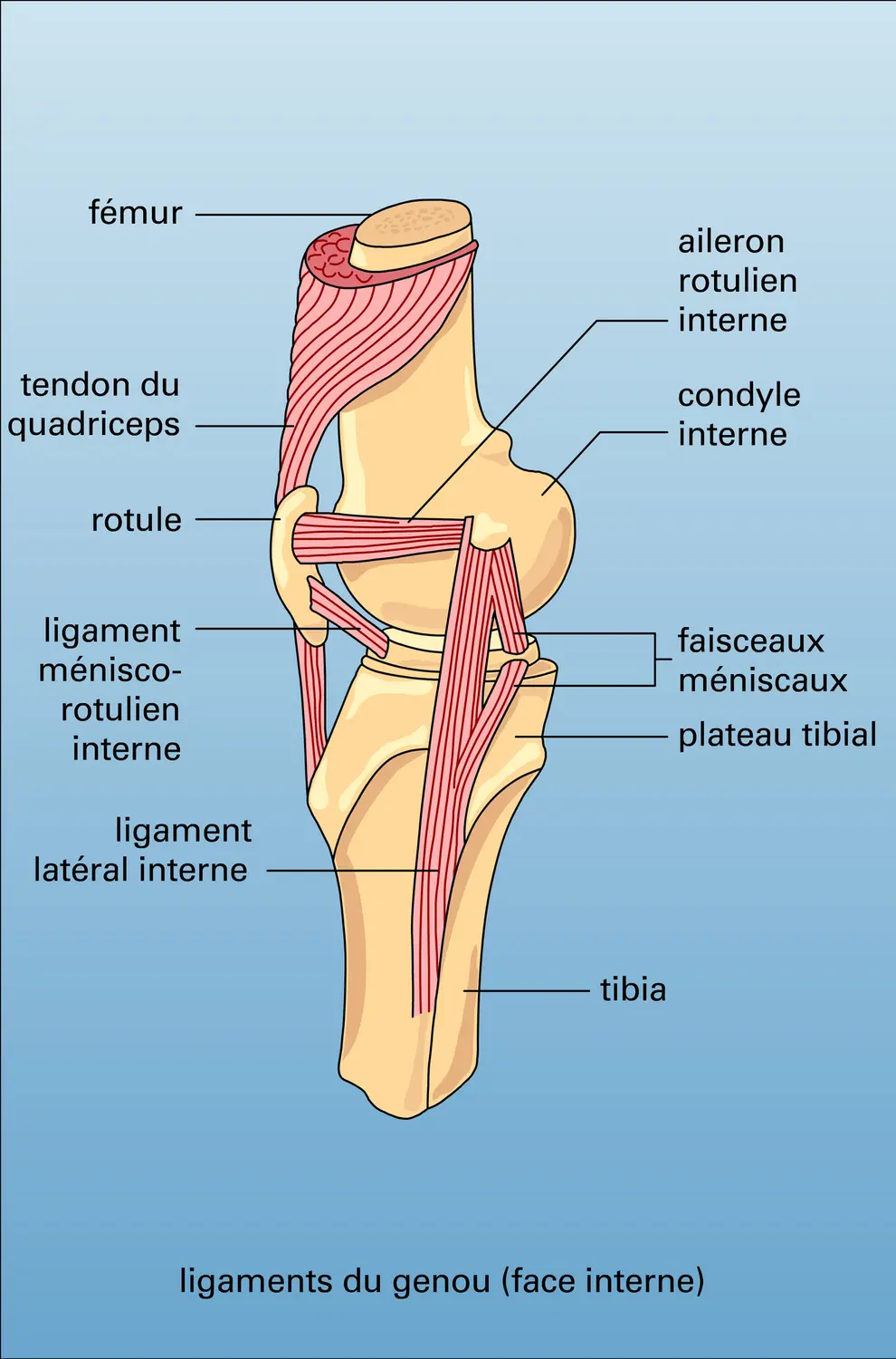 Genou : appareil ligamentaire - vue 1