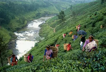 Sri Lanka, agriculture - crédits : Martin Puddy/ Getty Images