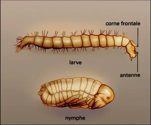 Pulex : larve - crédits : Encyclopædia Universalis France