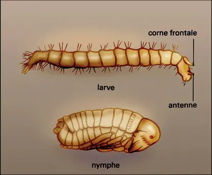 Pulex : larve