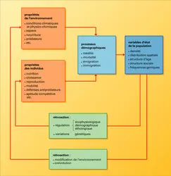 Éléments intervenant dans la dynamique du système population-environnement - crédits : Encyclopædia Universalis France