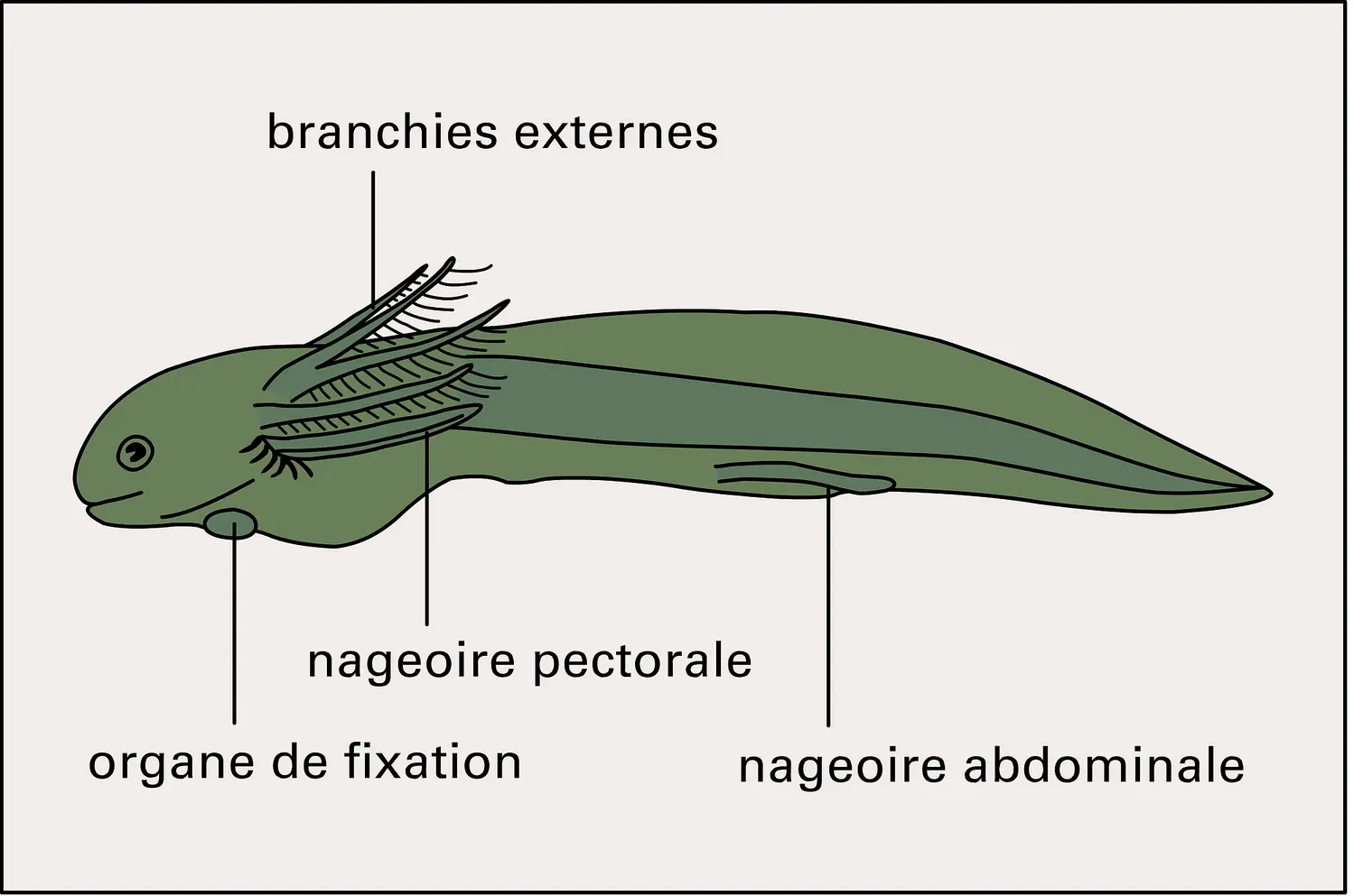 Protopterus (larve)