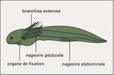 Protopterus (larve) - crédits : Encyclopædia Universalis France