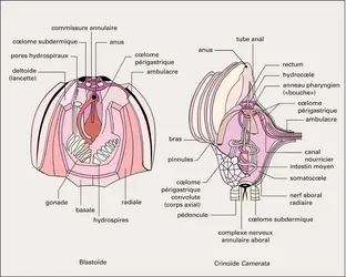 Blastoïde et Crinoïde - crédits : Encyclopædia Universalis France