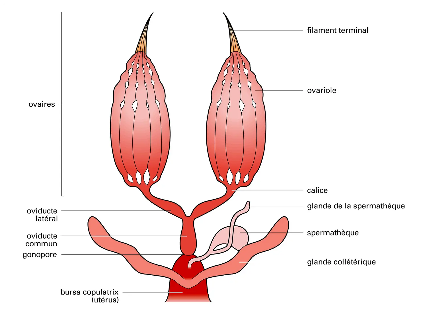 Insectes : appareil génital femelle