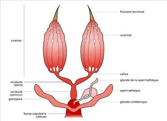 Insectes : appareil génital femelle - crédits : Encyclopædia Universalis France