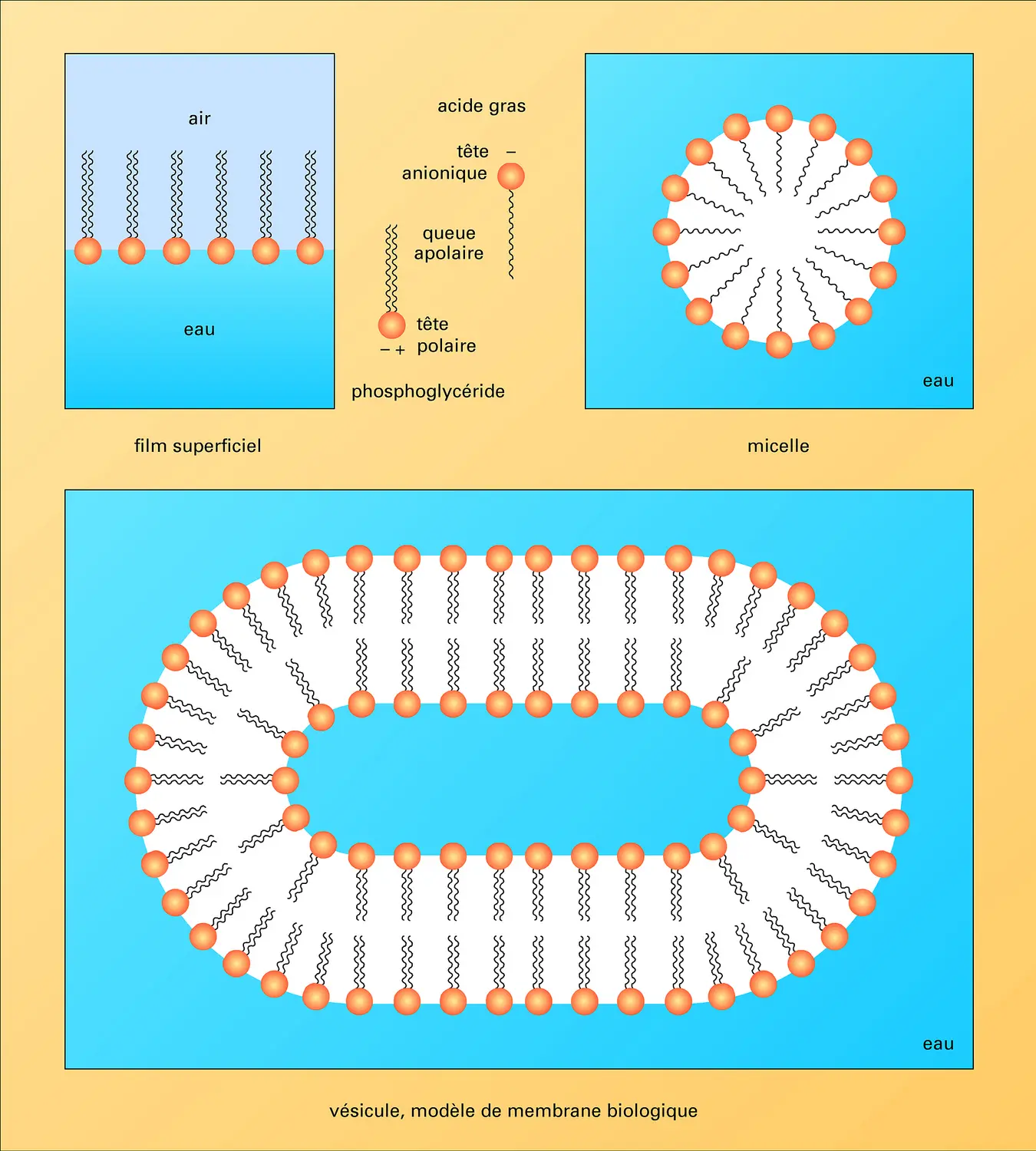 Interaction entre l'eau et les molécules lipidiques