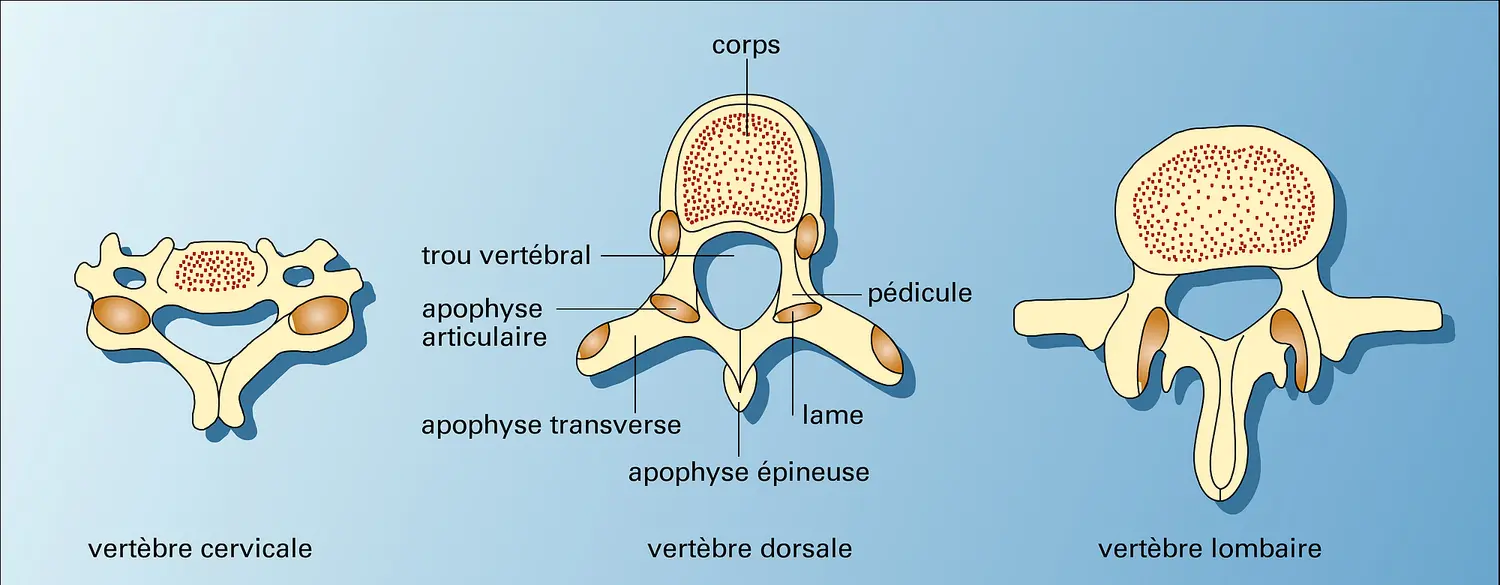 Vertèbres : principaux types