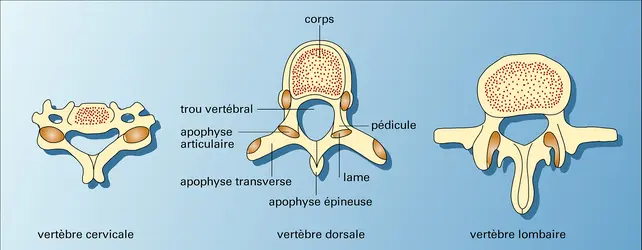 Vertèbres : principaux types - crédits : Encyclopædia Universalis France