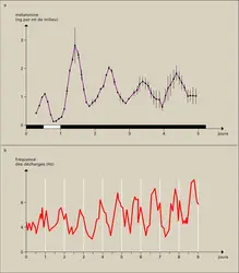 Horloges biologiques. Rythmes circadiens d'activité des cellules « d'horloge » - crédits : Encyclopædia Universalis France