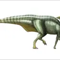 Parasaurolophus - crédits : Encyclopædia Universalis France