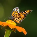 Papillon Monarque - crédits : Diana Cooper/ Getty Images