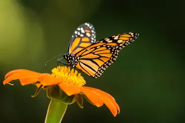 Papillon Monarque - crédits : Diana Cooper/ Getty Images