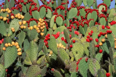 Figuiers de Barbarie en fruits - crédits : Robert Frerck/ The Image Bank/ Getty Images