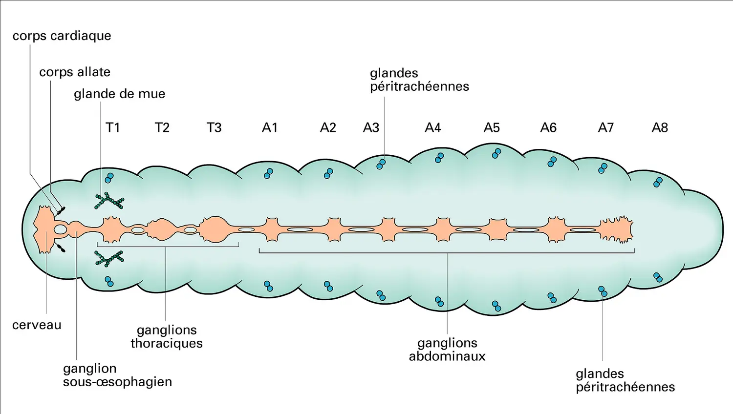 Insectes : glandes endocrines