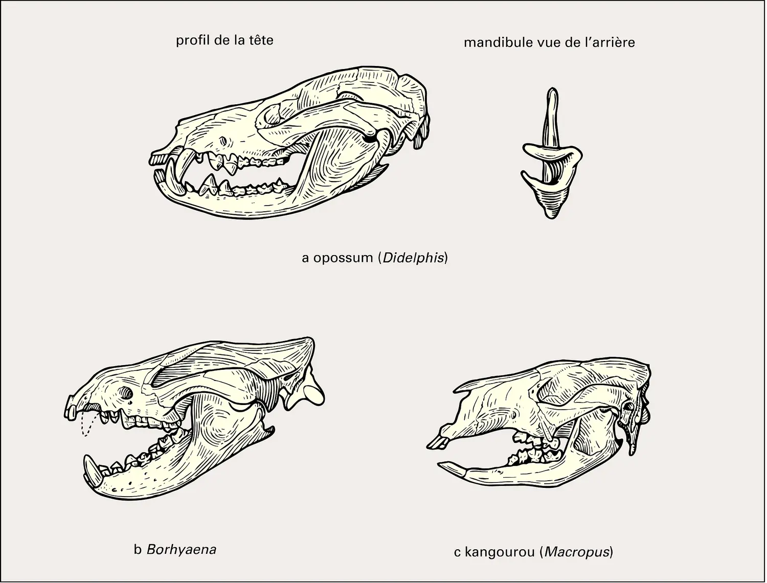 Marsupiaux : squelette céphalique