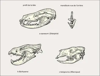 Marsupiaux : squelette céphalique - crédits : Encyclopædia Universalis France