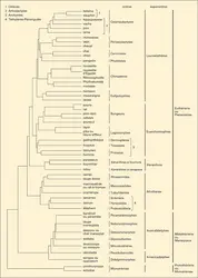 Mammifères : ordres actuels - crédits : Encyclopædia Universalis France