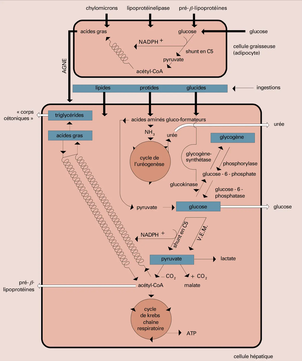 Métabolisme et flux chimiques - vue 1