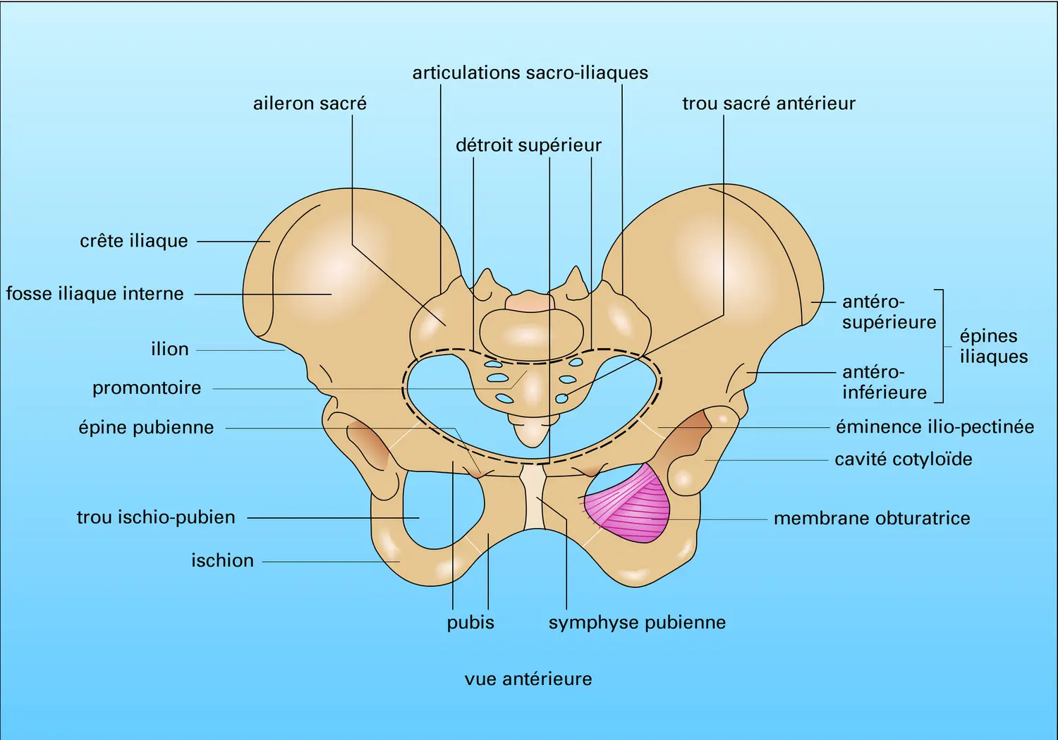 Bassin Osseux Vue M Dia Encyclop Dia Universalis