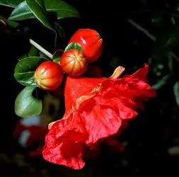 Grenadier (fleurs) - crédits : De Agostini/ Getty Images