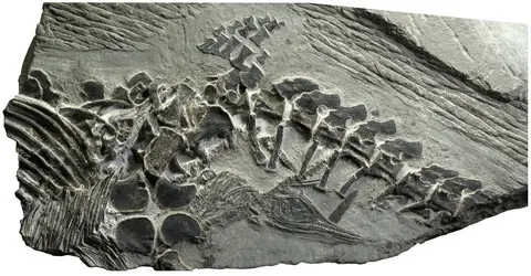 Ichthyosaure - crédits : PLoS ONE, 2014
