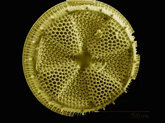 <it>Actinoptychus sp.</it> - crédits : Gregory S. Paulson/ Image Source/ Getty Images