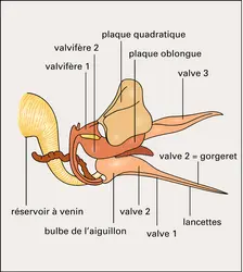 Abeille : appareil venimeux - crédits : Encyclopædia Universalis France