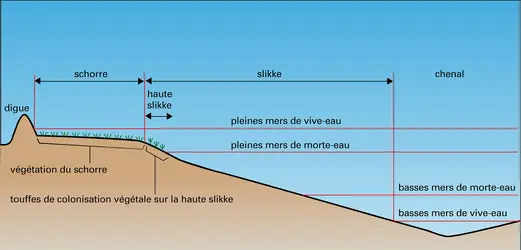 Schorre et slikke - crédits : Encyclopædia Universalis France