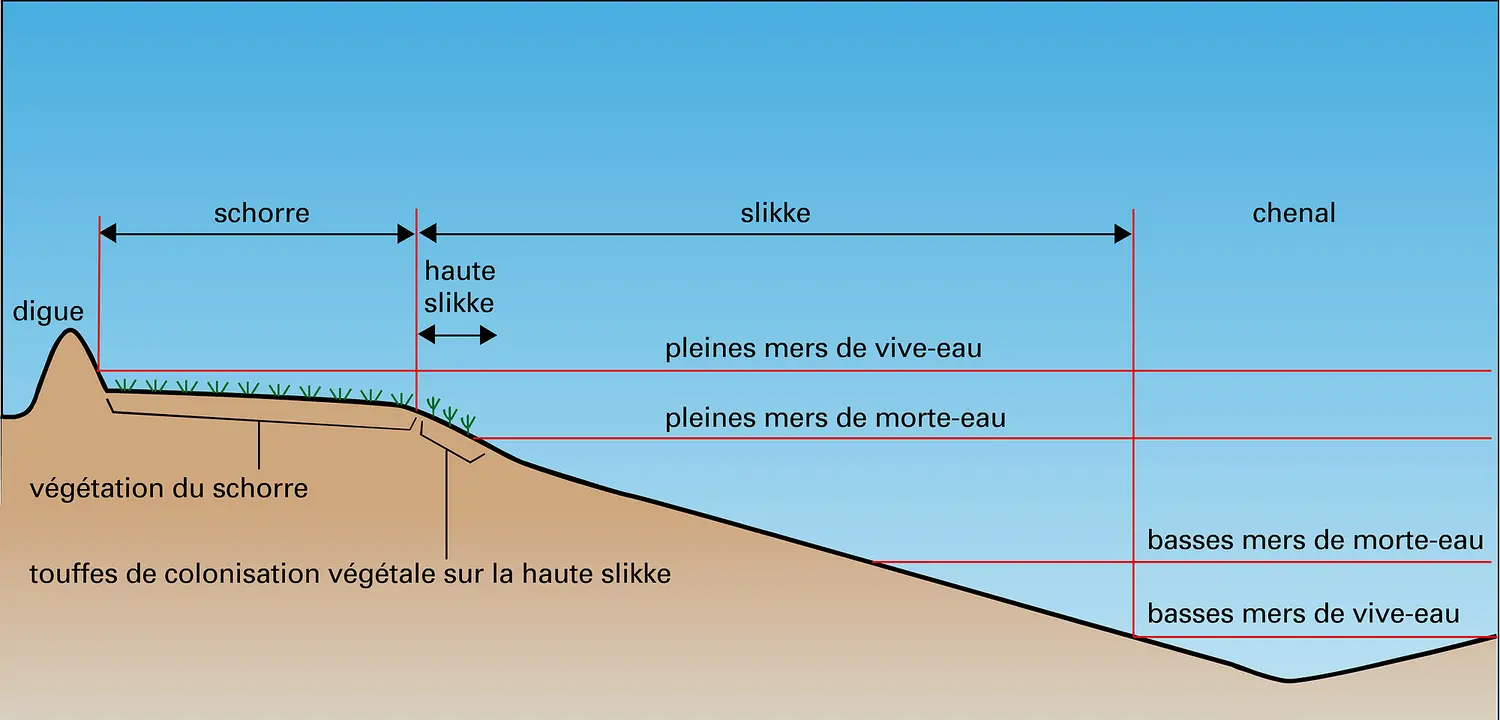 Schorre et slikke