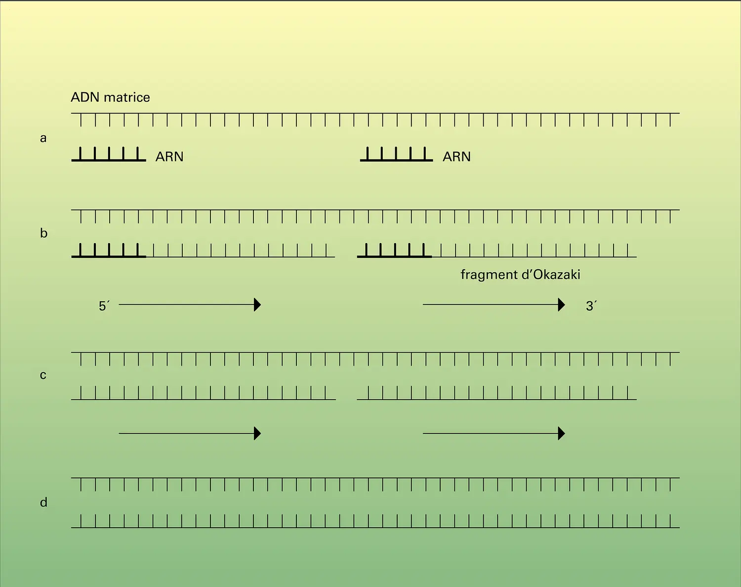 Biosynthèse de l'ADN